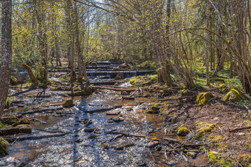 Stream in a budding forest at springtime