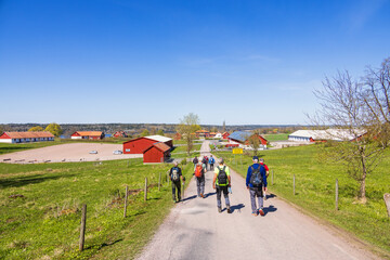 Fototapeta premium Hikers on a road in an agricultural area in the spring