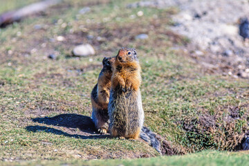 Columbian ground squirrel standing and looking outside the burrow