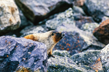 Hoary marmot at rocks in the wilderness