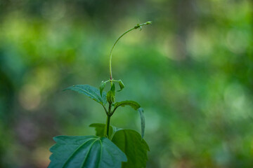 Calea ternifolia, or Mexican dream herb, used in traditional medicine