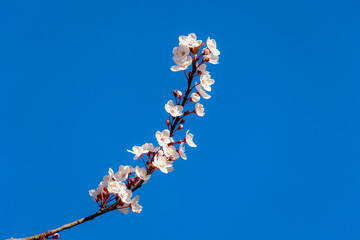 Selective focus of beautiful branches of white flowering Cherry blossom (Prunus) on the tree under blue clear sky, Beautiful Sakura flowers during spring season in the park, Natural floral background.
