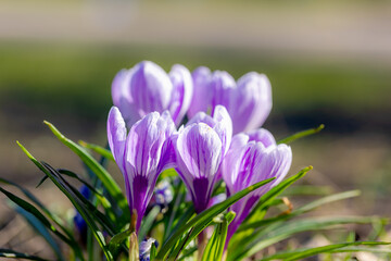 Fototapeta premium Selective focus of purple flower with green leaves, Crocus is a genus of flowering plants in the family Iridaceae, The flowers are one of the brightest and earliest in spring bloom, Natural background