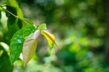 Flacourtia indica, or Indian plum, reddish to dark purple, vitamin C