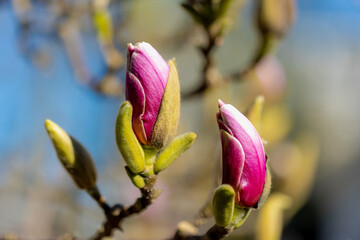 Selective focus branches of Magnolia buds on the tree with blue sky, The flower is blooming during the spring season, Flowering plant species in the subfamily Magnolioideae of the family Magnoliaceae.