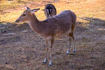 Group of Spotted Deer Feeding in a field Under a Tree.