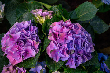 Obraz premium Close up view of beautiful Blooming Hydrangeas in the garden.