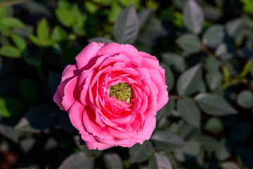 Close-up Pink Spray Rose flower blooming in the garden.