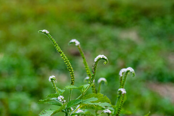 Indian heliotrope plant with small, fragrant white or purple flowers