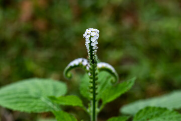 Indian heliotrope plant with small, fragrant white or purple flowers