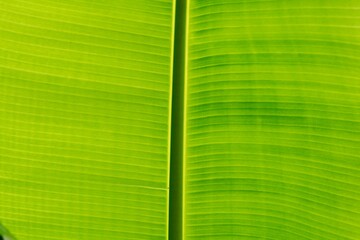 Thai green and white banana leaves are used for cooking and food packaging.