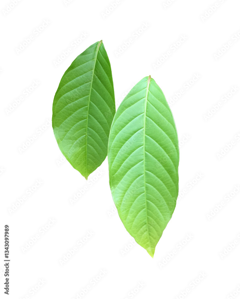 Canvas Prints isolated green leaves of queen crepe myrtle on white background with clipping paths.