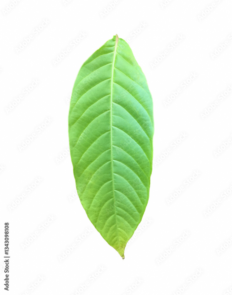 Canvas Prints isolated green leaves of queen crepe myrtle on white background with clipping paths.