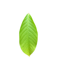 Fototapeta premium Isolated green leaves of queen crepe myrtle on white background with clipping paths.