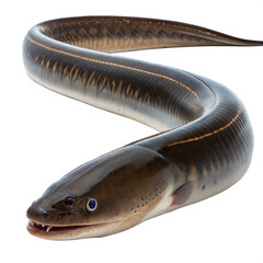 Electric Eel AI Generated Image