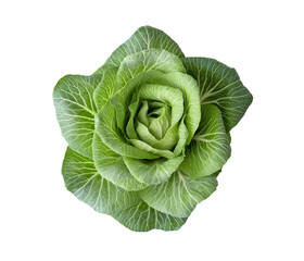Pak choy, fresh green vegetables on png and transparent background