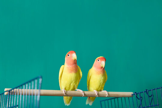 Two Colorful Lovebirds Perched on a Wooden Stick. Copy space