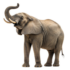 Obraz premium Elephant AI Generated Image
