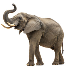 Fototapeta premium Elephant AI Generated Image