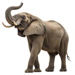 Obraz premium Elephant AI Generated Image
