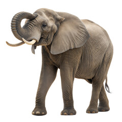 Obraz premium Elephant AI Generated Image