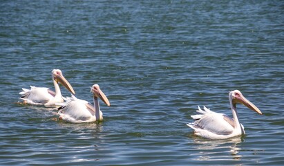 Three white pelicans isolated on a stretch of sea in a bay