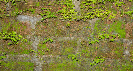 Old Brick Wall with Moss Texture