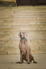 Autumn portrait of dog. He is so cute in the nature. He has so lovely face	
