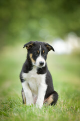 Spring portrait of dog in nature. He is so cute in the nature. He has so lovely face	
