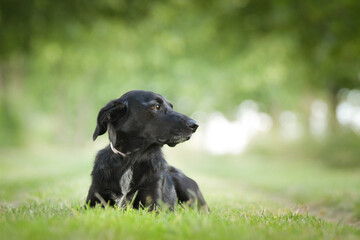 Spring portrait of dog in nature. He is so cute in the nature. He has so lovely face	
