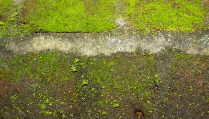 Old Brick Wall with Moss Texture