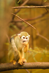 a squirrel monkey perched on a tree branch. Monkeys in their enclosure at the zoo. An animal in captivity.	
