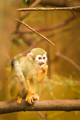 a squirrel monkey perched on a tree branch. Monkeys in their enclosure at the zoo. An animal in captivity.	
