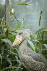 Shoebill is standing its indoor enclosure in the zoo. He stand like statue all the time.	