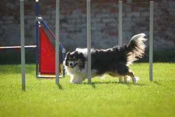 Dog is running slalom on his agility training on agility summer camp czech agility slalom.	