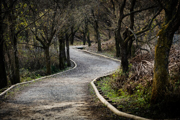 잎이 다 떨어지고 잎이 말라버린 가을날의 산책로.