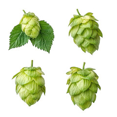 Four Green Hops Clusters And Leaves Isolated On Transparent Background In PNG Format