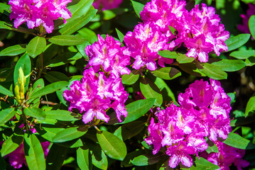 pink rhododendron blooms in the Botanical garden
