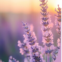 Obraz premium Lavender Fields at Sunset: A Serene Escape