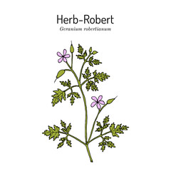 Herb-Robert (Geranium robertianum), medicinal plant. Hand drawn botanical vector illustration