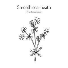 Smooth sea heath (Frankenia laevis), ornamental plant. Hand drawn botanical vector illustration