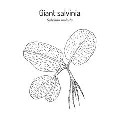 Giant salvinia, or kariba weed (Salvinia molesta), aquatic plant. Hand drawn botanical vector illustration