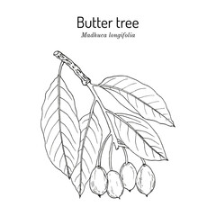 Butter tree, or mahuwa (chlorophytum borivilianum), medicinal plant. Hand drawn botanical vector illustration