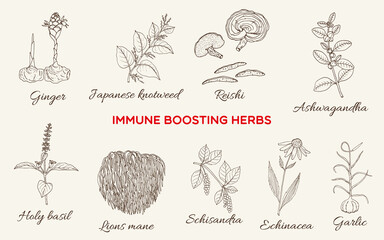 Best immune busting herbs and plants. Hand drawn botanical vector illustration