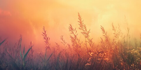 Fototapeta premium Sunlit grasses at dawn creating a warm and serene natural landscape