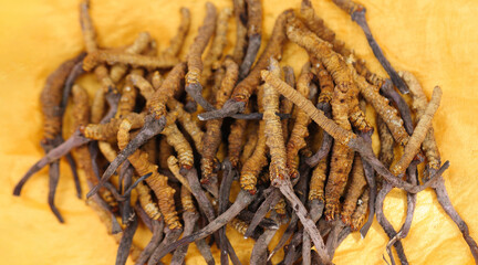 Dried wild Cordyceps on yellow background