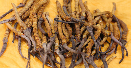 Dried wild Cordyceps on yellow background