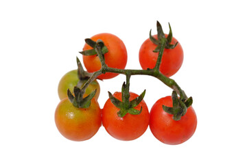 isolated transparent Background. Fresh cherry tomatoes on vine with vibrant red and green hues