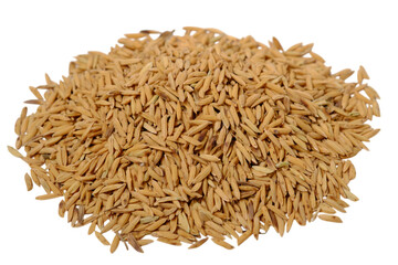 isolated transparent Background. pile of golden paddy rice grains, showcasing their natural texture and earthy tone