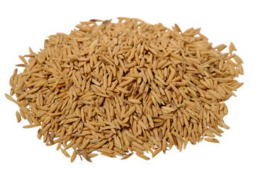 isolated transparent Background. pile of golden paddy rice grains, showcasing their natural texture and earthy tone